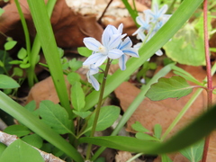 Puschkinia scilloides