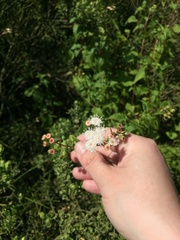 Ageratina glechonophylla