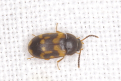 Mycetophagus punctatus