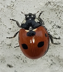 Coccinella septempunctata