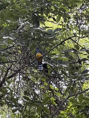 Trogon melanocephalus