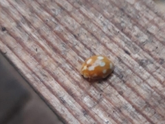Calvia decemguttata