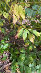Anemone virginiana