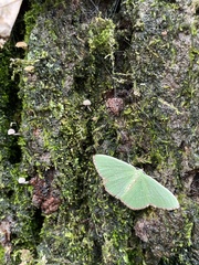 Nemoria lixaria