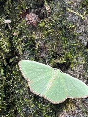 Nemoria lixaria