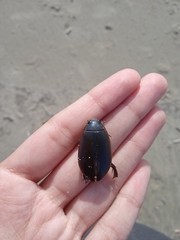 Megadytes