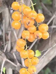 Verbenaceae