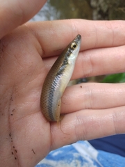 Fundulus olivaceus