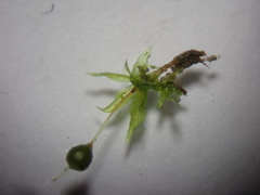 Physcomitrium pyriforme