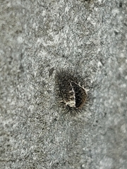 Chilocorus bipustulatus