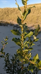 Salix cordata