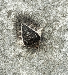 Chilocorus bipustulatus