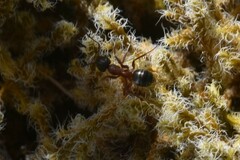Formica fusca