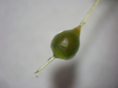 Physcomitrium pyriforme