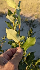 Salix cordata