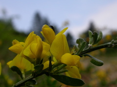 Genista pilosa
