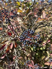 Viburnum