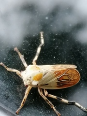 Aetalionidae