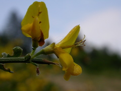 Genista pilosa