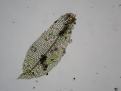 Physcomitrium pyriforme