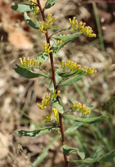 Solidago radula