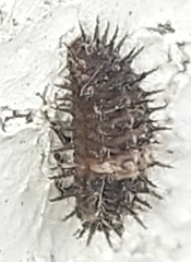 Chilocorus bipustulatus