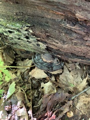 Hymenochaete rubiginosa