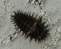 Chilocorus bipustulatus