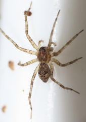 Dolomedes