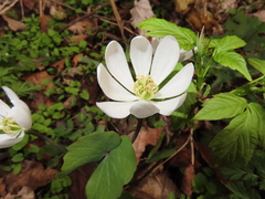 Jeffersonia diphylla
