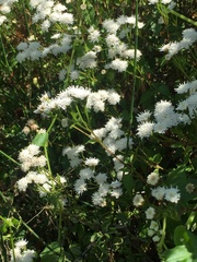 Ageratina glechonophylla