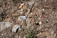 Linum lewisii