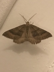 Larentia clavaria