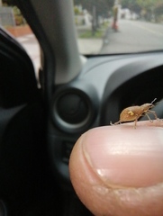 Mimographus