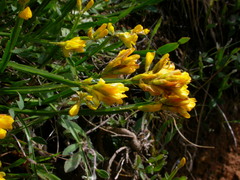 Genista sagittalis