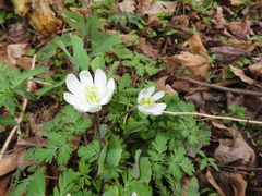 Jeffersonia diphylla