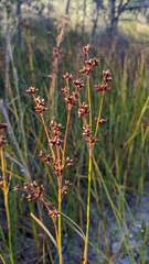 Cladium mariscoides