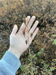 Camassia leichtlinii