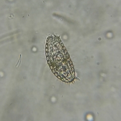Colepidae