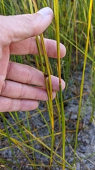 Cladium mariscoides