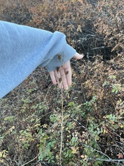 Camassia leichtlinii