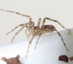 Dolomedes