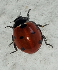 Coccinella septempunctata