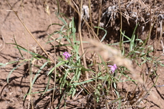Phlox longifolia