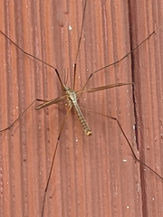 Tipula