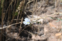 Linum lewisii