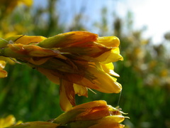 Genista sagittalis