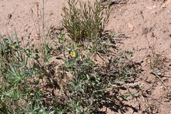 Heterotheca hirsutissima