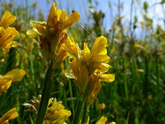 Genista sagittalis
