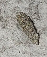 Luffia ferchaultella